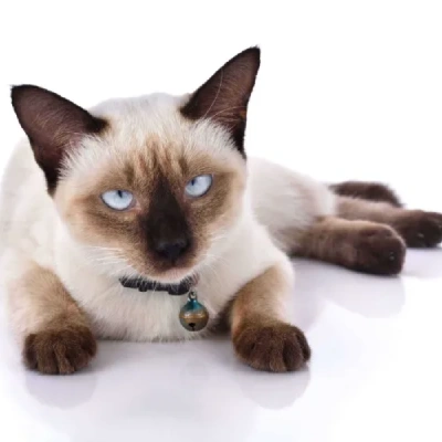 Buy Siamese cat online