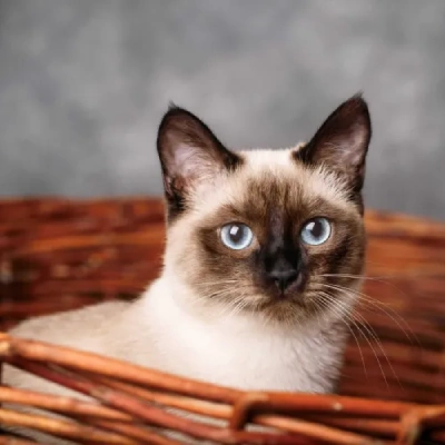Siamese cats
