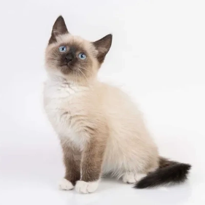 buy Siamese cat online