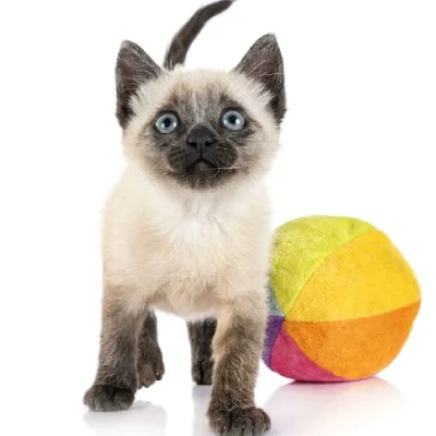 Siamese cat