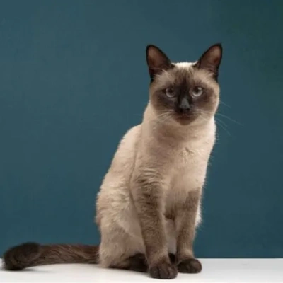 Siamese cat online