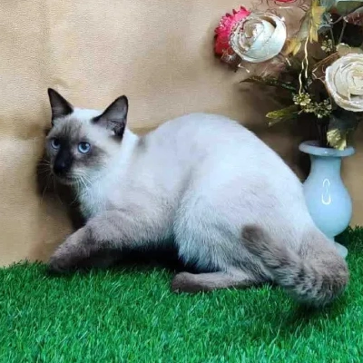 Siamese kitten