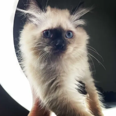 available Siamese cats