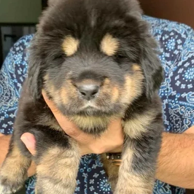 Buy Tibetan Mastiff