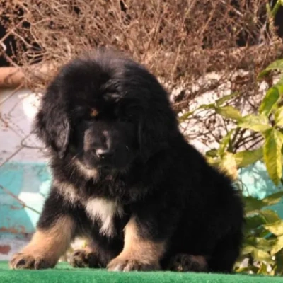 Buy Tibetan Mastiff online