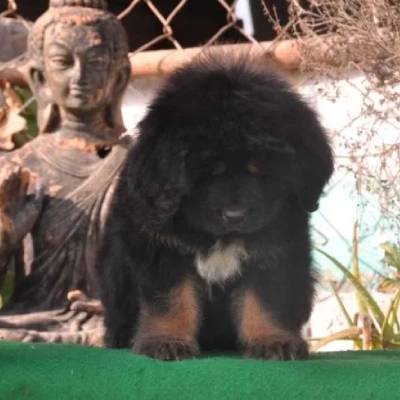 Tibetan Mastiff puppy for sale