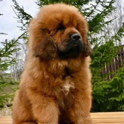 Tibetan Mastiff puppies