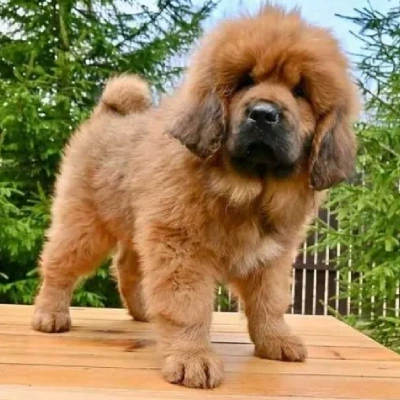 buy Tibetan Mastiff puppies online