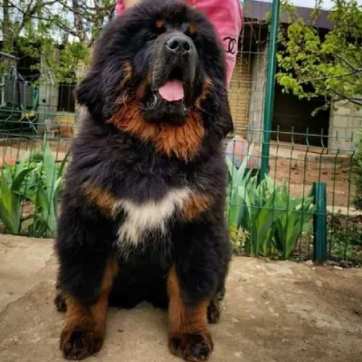 Tibetan Mastiff dog