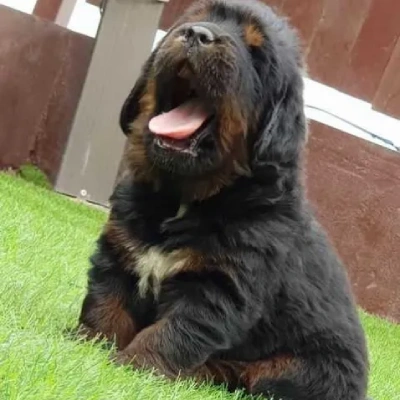 Tibetan Mastiff dog online