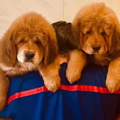 Tibetan Mastiff puppy for sale in india