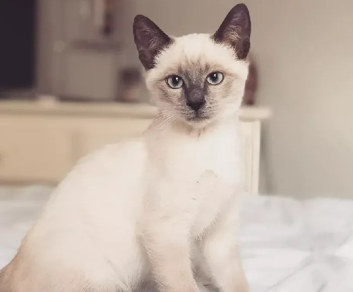 Understanding Siamese Cats