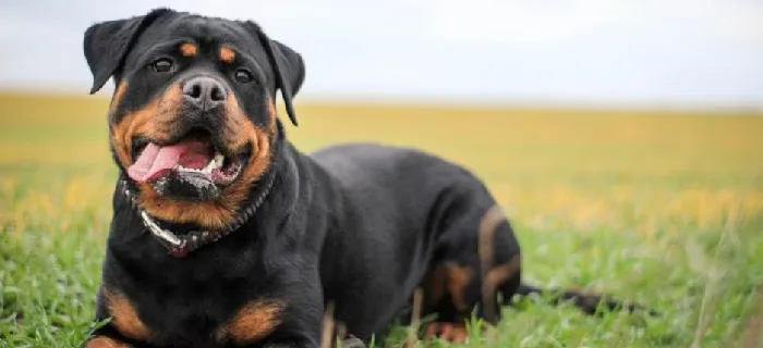 Rottweiler puppies for sale in India