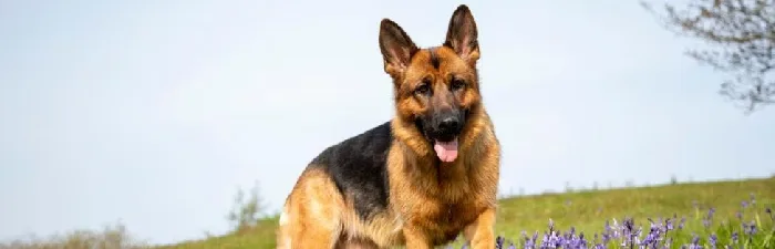 German Shepherd puppies for sale in India