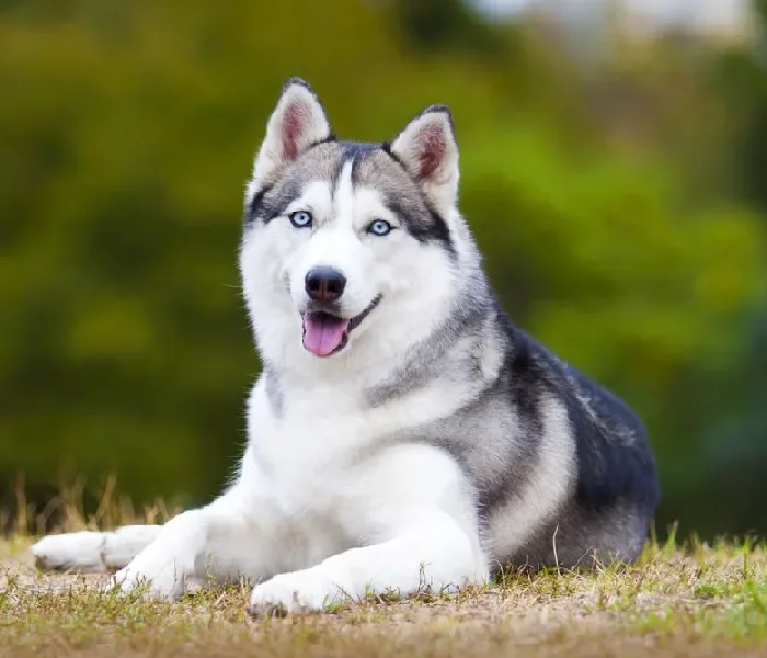 Why to Choose Siberian Husky