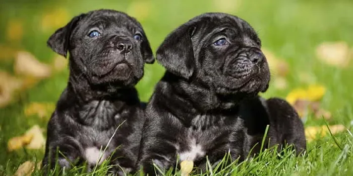 cane corso puppies for sale in India