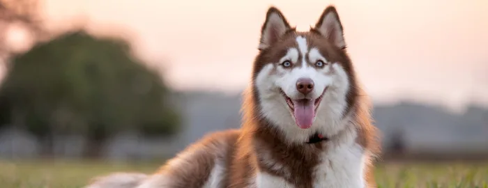 Siberian Husky puppies for sale in India