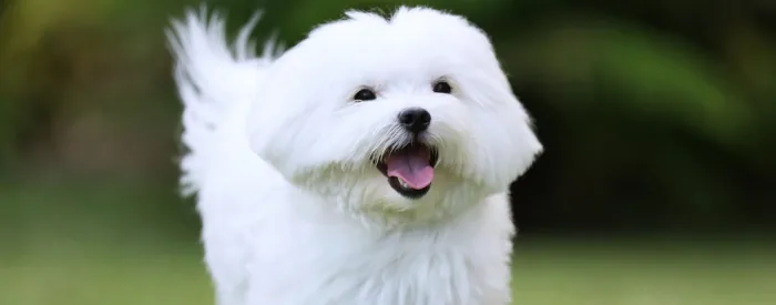 adorable Maltese puppies for sale in India