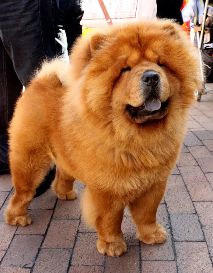 Introduction to Chow Chows