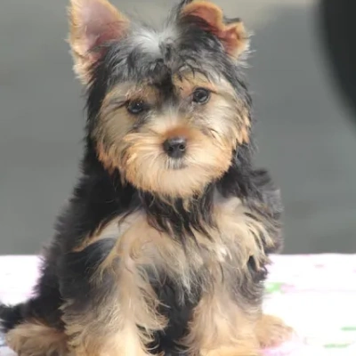 Buy Yorkshire Terrier