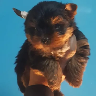 Yorkshire Terrier puppy for sale