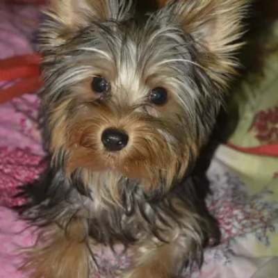 Yorkshire Terrier puppies