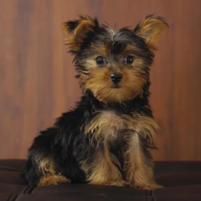 buy Yorkshire Terrier puppies online