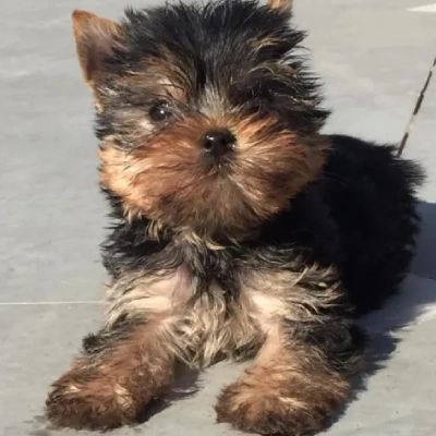 Yorkshire Terrier dog online