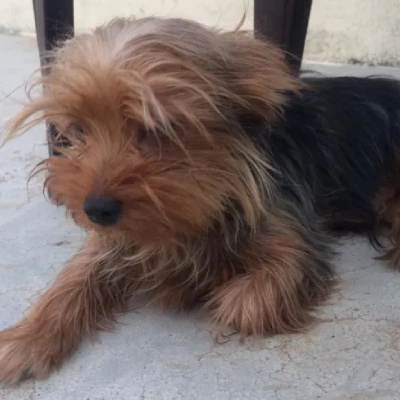 Yorkshire Terrier puppy for sale in india