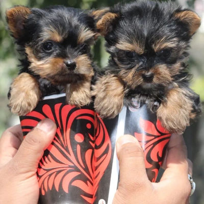 available Yorkshire Terrier puppies