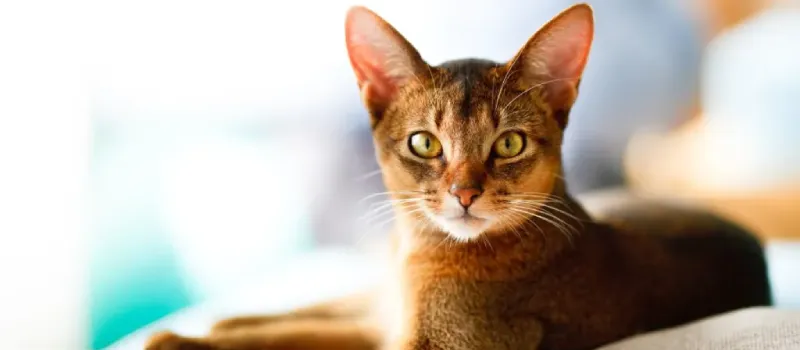 Abyssinian cat breed characteristics and facts