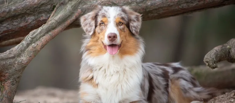 Australian Shepherd dog breed characteristics and facts
