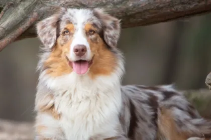 Australian Shepherd dog breed characteristics and facts
