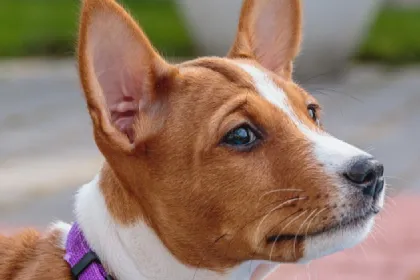 Basenji dog breed characteristics and facts