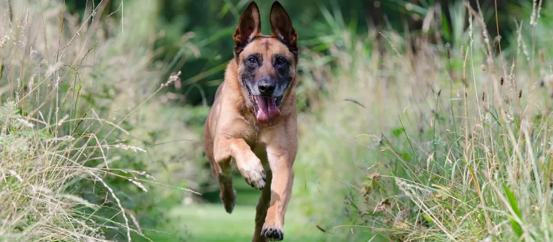 Belgian Malinois dog breed characteristics and facts