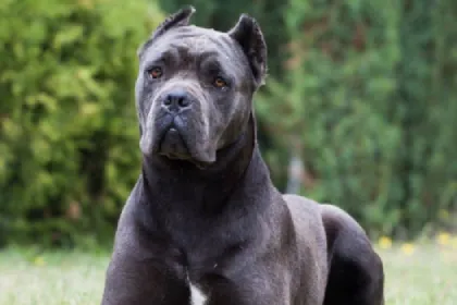 Cane Corso dog breed characteristics and facts