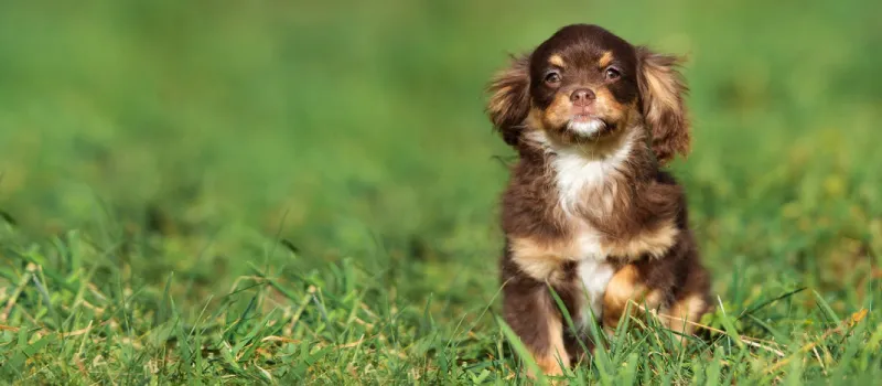 Cavapom dog breed characteristics and facts
