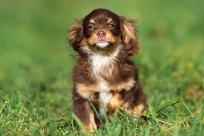 Cavapom dog breed characteristics and facts
