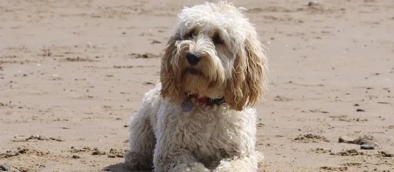 Cockapoo dog breed characteristics and facts
