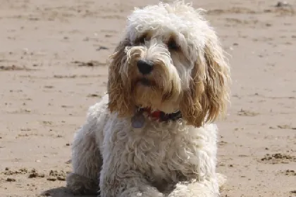 Cockapoo dog breed characteristics and facts
