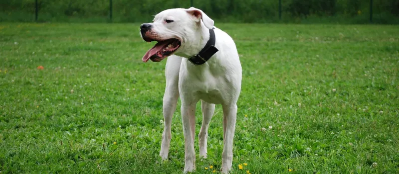 Dogo Argentino dog breed characteristics and facts