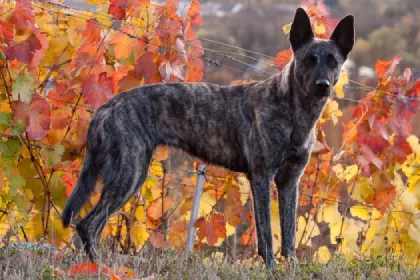 Dutch Shepherd dog breed characteristics and facts
