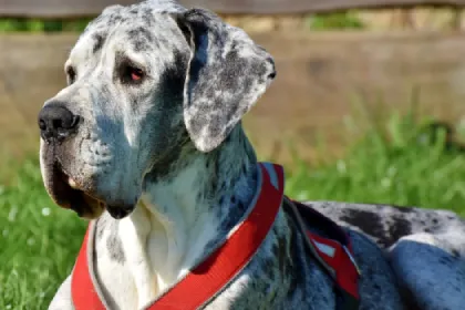 Great Dane dog breed characteristics and facts