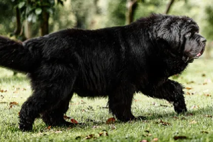 Newfoundland dog breed characteristics and facts
