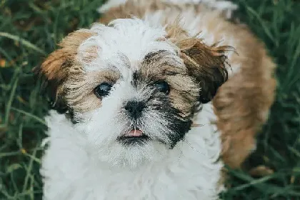 Shih Tzu dog breed characteristics and facts