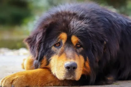 Tibetan Mastiff dog breed characteristics and facts