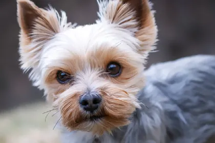 Yorkshire Terrier dog breed characteristics and facts
