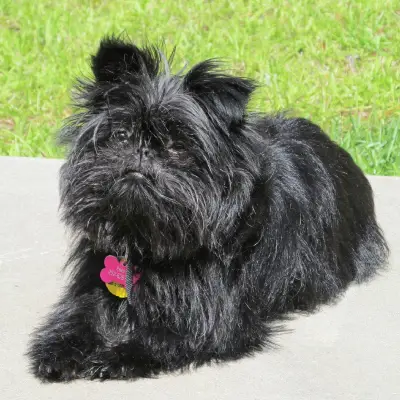 Buy Affenpinscher in Surat