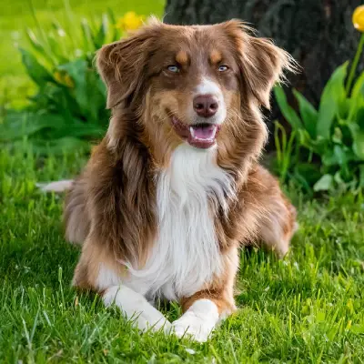 Buy Australian Shepherd in Surat