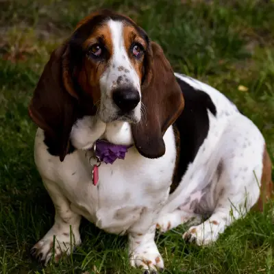 Buy Basset Hound in Surat